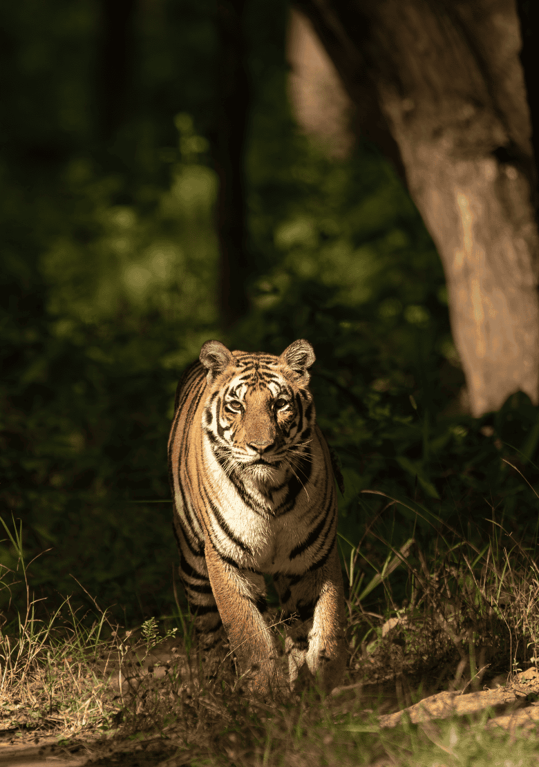 Kanha Tiger